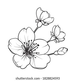 Hand drawn design elements sakura flowers collection
