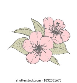 Handgezeichnete Design-Elemente Sakura Blumen Sammlung