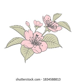 Hand drawn design elements sakura flowers collection