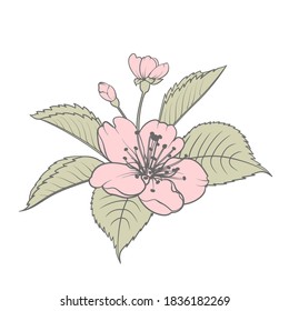 Hand drawn design elements sakura flowers collection
