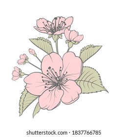 Hand drawn design elements sakura flowers collection
