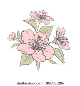 Hand drawn design elements sakura flowers collection