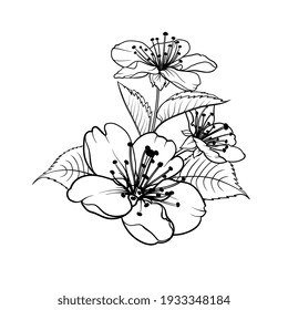 Hand drawn design elements sakura flowers collection