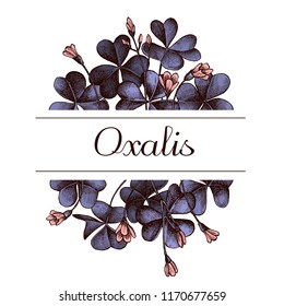 Hand drawn design with oxalis Highly detailed sketch