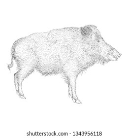 Hand drawn design of pig illustration 