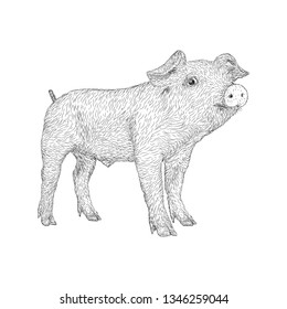 Hand drawn design of piglet animal sketch.