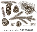 Hand drawn design vector elements. Forest collection of coniferous branches and pine cones isolated on white background.