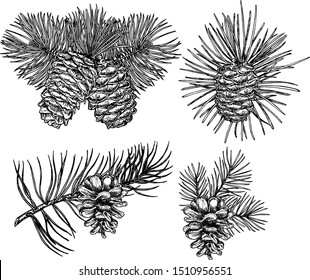 Hand drawn design vector elements. Forest collection of coniferous branches and pine cones isolated on white background. Fir cone sketch.