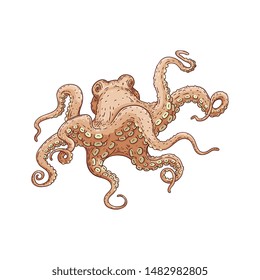 Hand drawn designed beige sea octopus element for label and poster or restaurant menu template. Marine underwater animal sketch vector isolated on the white background.