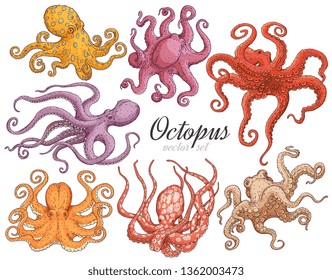 Hand drawn designed various colors octopuses elements for label and poster or restaurant menu template. Marine underwater animal sketch vector isolated on the white background.