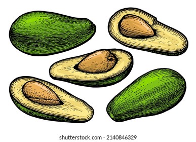 Hand drawn detailed avocado set. Vector illustration