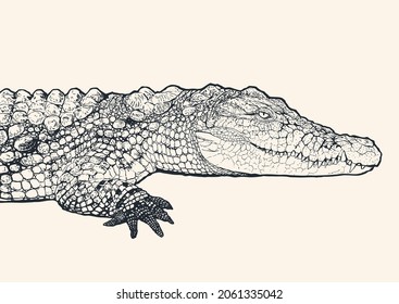 Hand drawn detailed crocodile in profile , black and white drawing. Engraving style. Vector illustration.	