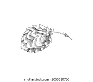 Imagen detallada a mano de la cabeza o cono de un solo salto de cerveza, grabando ilustración vectorial grabada aislada en fondo blanco. Dibujo de planta de lúpulo en blanco y negro.