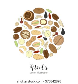 Hand drawn detailed nuts composed in circle shape. Pecan, cashew, almond, brazil, pistachio, macadamia, hazelnut, walnut, peanut, sunflower seeds.