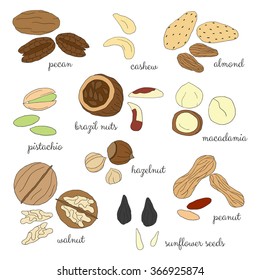 Hand drawn detailed nuts isolated on white background. Pecan, cashew, almond, brazil, pistachio, macadamia, hazelnut, walnut, peanut, sunflower seeds.