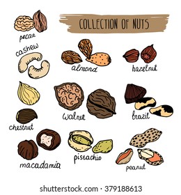 Hand drawn detailed nuts isolated on white background. Macadamia, cashew, almond, Brazil nut, pistachio, hazelnut, walnut, peanut, etc.