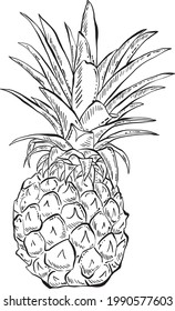 Hand Drawn Detailed Pineapple, Black and White Illustration for menu, packing, advertising, cooking book