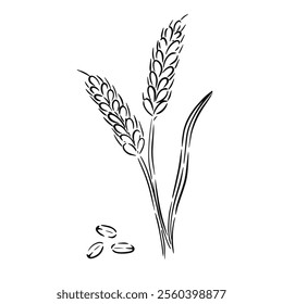 Hand drawn detailed sketch of wheat stalks and grains represents agricultural life and harvest.