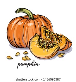 Hand drawn detailed vector illustration with pumpkin, pieces, seeds and cursive sign