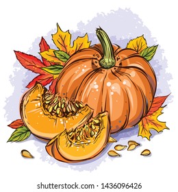 Hand drawn detailed vector illustration with pumpkin, pieces, seeds and autumn leaves