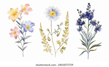 Hand drawn detailed watercolor wild flowers vector. Flowering plants, blooming flowers isolated on white background. 