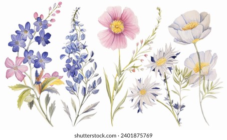 Hand drawn detailed watercolor wild flowers vector. Flowering plants, blooming flowers isolated on white background. 