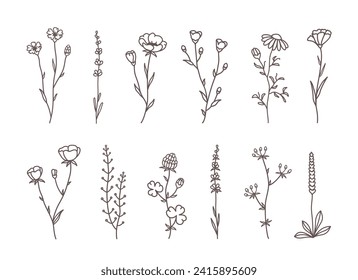 Hand drawn detailed wild flowers set silhouettes, lavender, branches, plants and herbs with leaves, flowers, field grass, decoration botanial elements