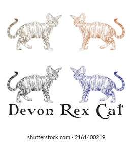 Hand Drawn Devon Rex Cat Vector Illustration.eps
