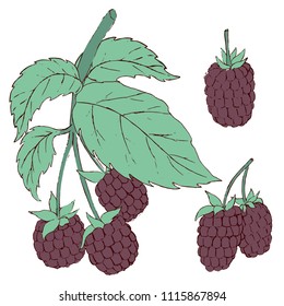 Hand drawn dewberry isolated on white background. Vector blackberry set. Garden and wild berries sketch illustration
