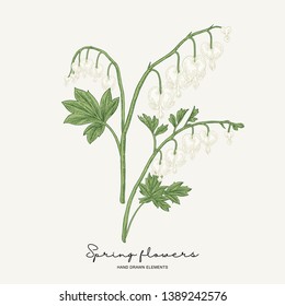 Hand drawn dicentra. White heartshaped spring flowers set. Garden plants. Botanical vector illustration.
