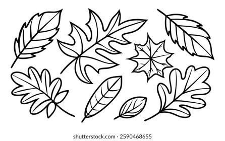 Hand drawn different autumn leaves outline, hand drawn autumn leaves set silhouette