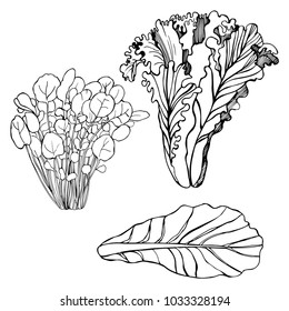 Hand drawn different kinds of lettuce on white background. Green leaf, Mache.