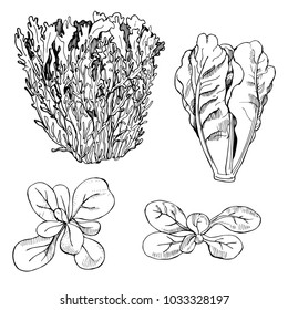 Hand Drawn Different Kinds Of Lettuce On White Background. Frisee, Romaine.