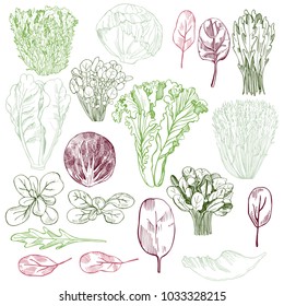 Hand drawn different kinds of lettuce. Vector background.