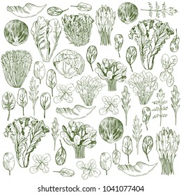 Hand Drawn Different Kinds Of Lettuce On White Background. 