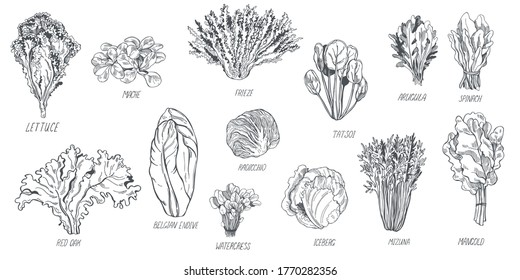 La mano dibujó diferentes tipos de lechuga sobre fondo blanco.  Ilustración de esbozo de vector 