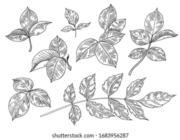 Hand drawn different leaves and branches set isolated on white background. Monochrome floral elements, plant parts vector sketch.