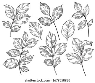 Hand drawn different leaves set isolated on white background. Monochrome floral elements, plant parts vector sketch.
