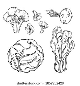 Hand drawn different types of cabbage on white background. Vector sketch  illustration. 
