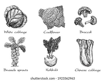 Hand drawn different types of cabbage on white background. Vector sketch illustration. Brussels sprouts, Chinese cabbage, broccoli, white cabbage, kohlrabi, cauliflower. Green vegetables