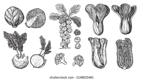 Hand drawn different types of cabbage on white background. Vector sketch illustration. Brussels sprouts, Chinese cabbage, broccoli, white cabbage, kohlrabi, cauliflower. Green vegetables
