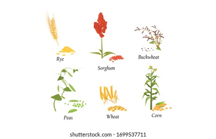 Hand drawn different types of cultivated cereals for harvesting