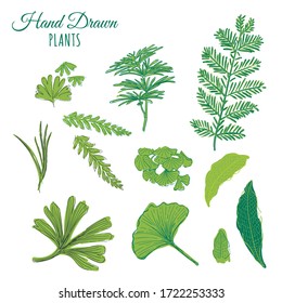 Hand drawn digital vector illustration of plant, grass, crocodile fern, metaseq leaves, Japanese umbrella pine, ginko biloba, equisetum. Doodle, sketch style botanical pattern, fabric, textile, book
