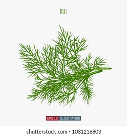 Hand drawn dill isolated. Template for your design works. Engraved style vector illustration.