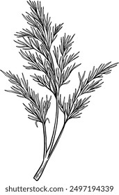 Hand drawn Dill Leaves Sketch Illustration