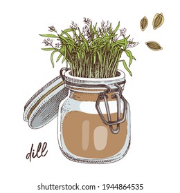 Hand drawn dill microgreens. Healthy food