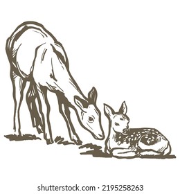 Hand Drawn Doe And Fawn Vector illustration
