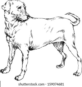 hand drawn dog