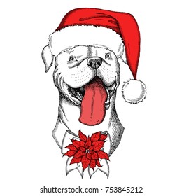 Hand drawn dog. Cute American Bulldog in a red Santa  hat with bow and Christmas flower.  Print for t-shirts and bags design, poster or postcard