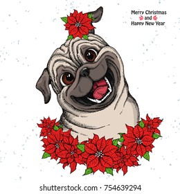 Hand drawn dog. Cute Pug head and Christmas flowers red Poinsettia. Isolated